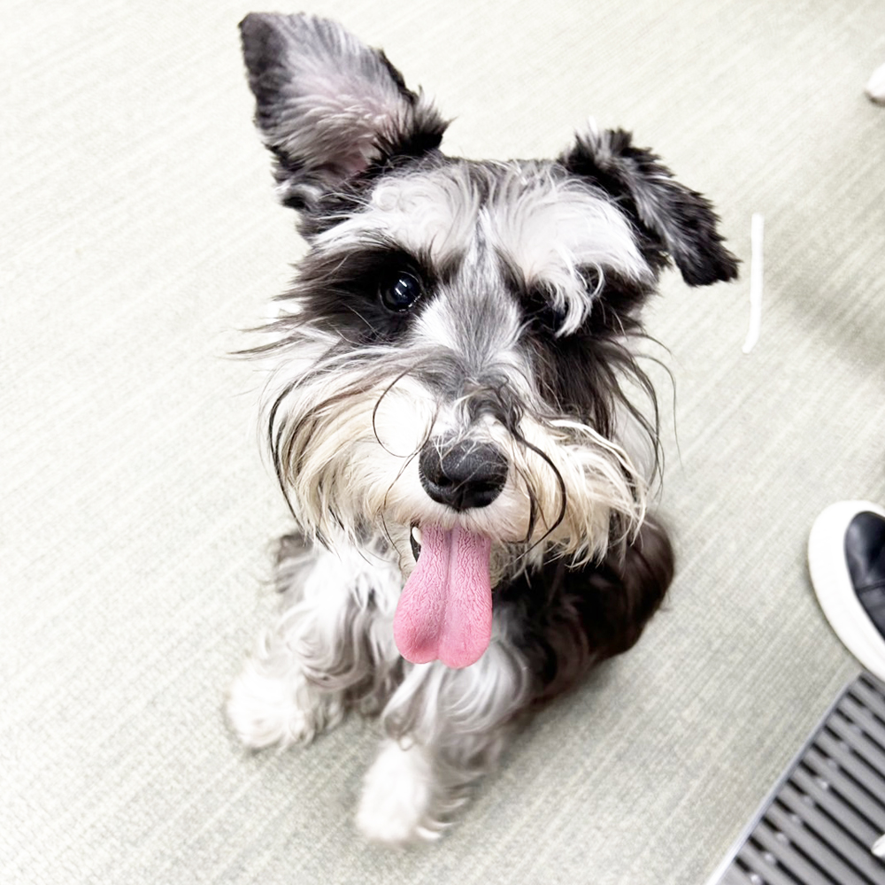 生徒が撮影したモデル犬写真①